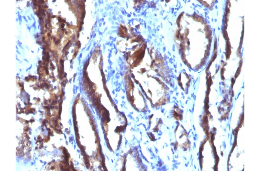 Immunohistochemistry - Anti-Prostate Specific Antigen Antibody [3E6] - BSA and Azide free (A252188) - Antibodies.com