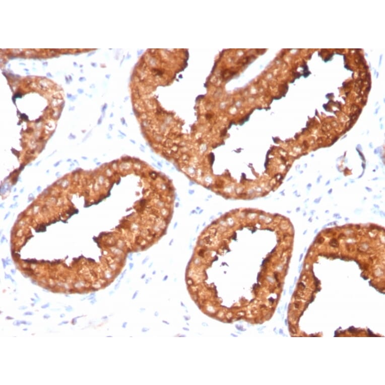 Immunohistochemistry - Anti-Prostate Specific Antigen Antibody [KLK3/4551R] - BSA and Azide free (A252189) - Antibodies.com