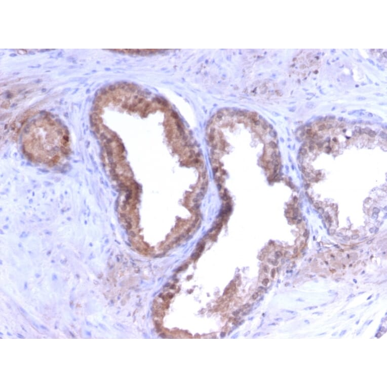 Immunohistochemistry - Anti-Prostate Specific Antigen Antibody [KLK3/2871R] - BSA and Azide free (A252191) - Antibodies.com