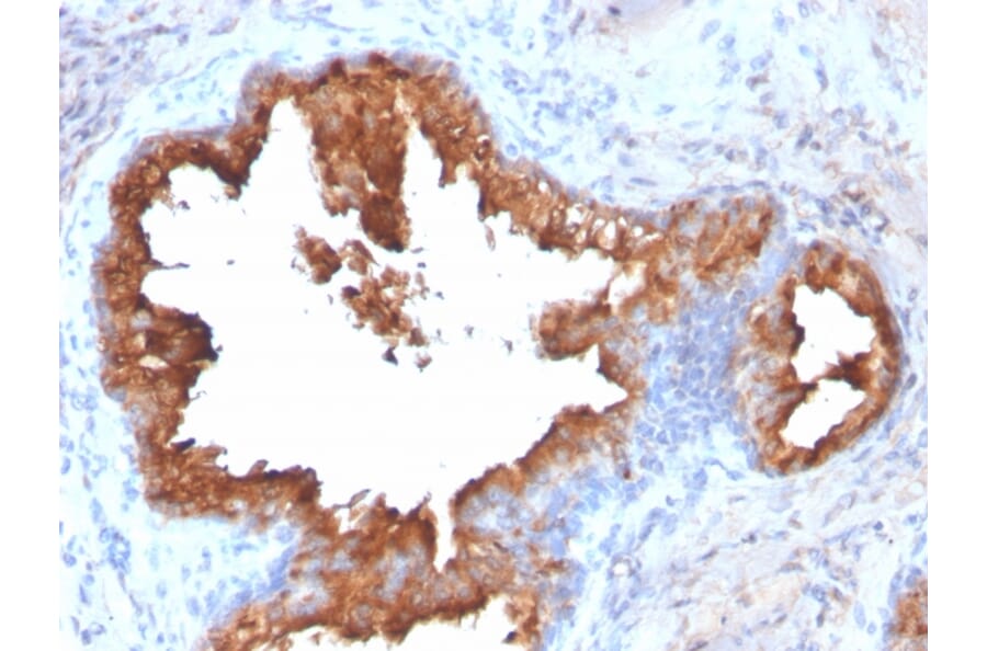 Immunohistochemistry - Anti-Prostate Specific Antigen Antibody [KLK3/2871R] - BSA and Azide free (A252190) - Antibodies.com