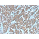 Immunohistochemistry - Anti-IL-1 alpha Antibody [IL1A/3981] - BSA and Azide free (A252192) - Antibodies.com