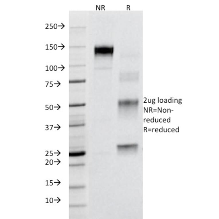 SDS-PAGE - Anti-Fas Antibody [B-R18] - BSA and Azide free (A252198) - Antibodies.com