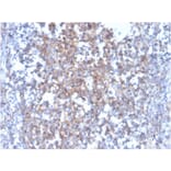 Immunohistochemistry - Anti-Fas Ligand Antibody [FASLG/4455] - BSA and Azide free (A252206) - Antibodies.com