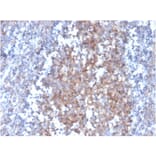 Immunohistochemistry - Anti-Fas Ligand Antibody [FASLG/4455] - BSA and Azide free (A252206) - Antibodies.com