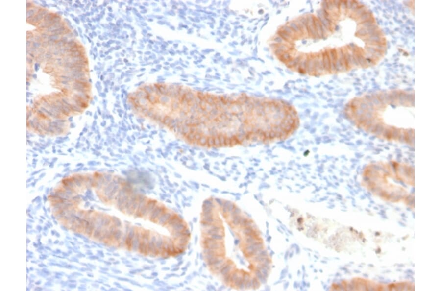 Immunohistochemistry - Anti-IL-10 Antibody [IL10/2651R] - BSA and Azide free (A252207) - Antibodies.com