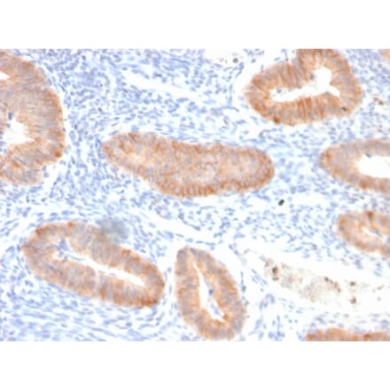 Immunohistochemistry - Anti-IL-10 Antibody [IL10/2651R] - BSA and Azide free (A252207) - Antibodies.com