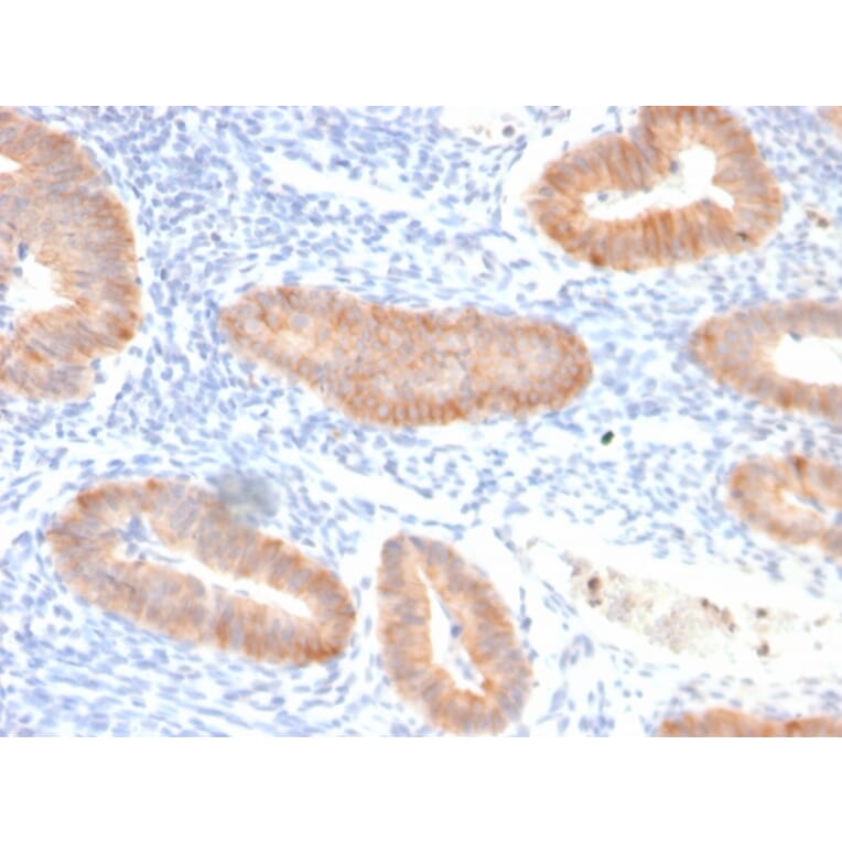 Immunohistochemistry - Anti-IL-10 Antibody [IL10/2651R] - BSA and Azide free (A252207) - Antibodies.com