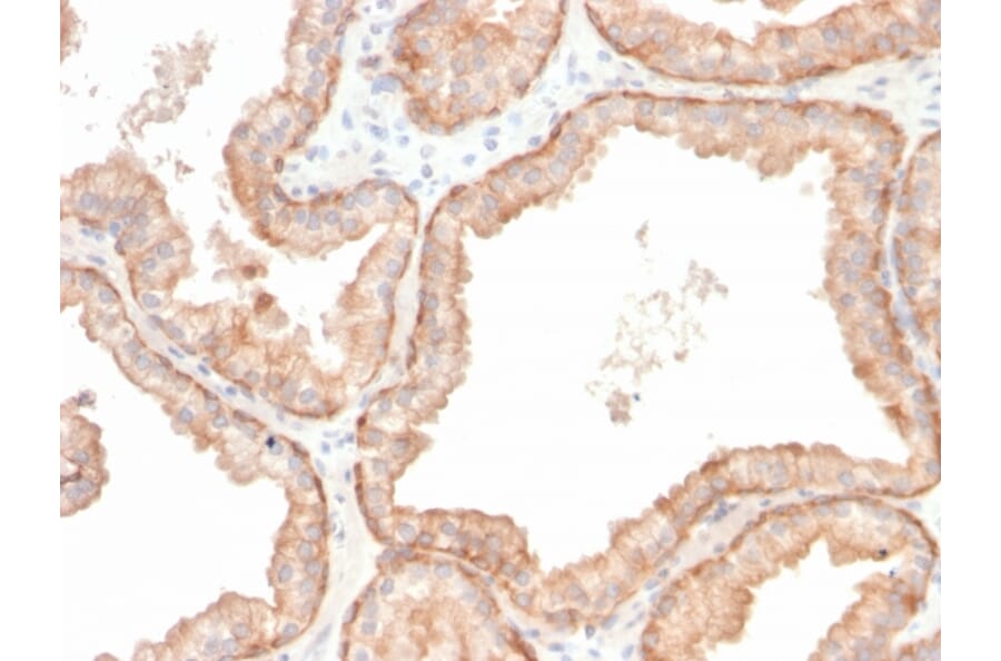 Immunohistochemistry - Anti-IL-10 Antibody [IL10/2651R] - BSA and Azide free (A252208) - Antibodies.com