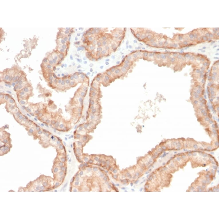 Immunohistochemistry - Anti-IL-10 Antibody [IL10/2651R] - BSA and Azide free (A252208) - Antibodies.com
