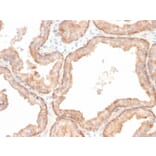 Immunohistochemistry - Anti-IL-10 Antibody [IL10/2651R] - BSA and Azide free (A252208) - Antibodies.com