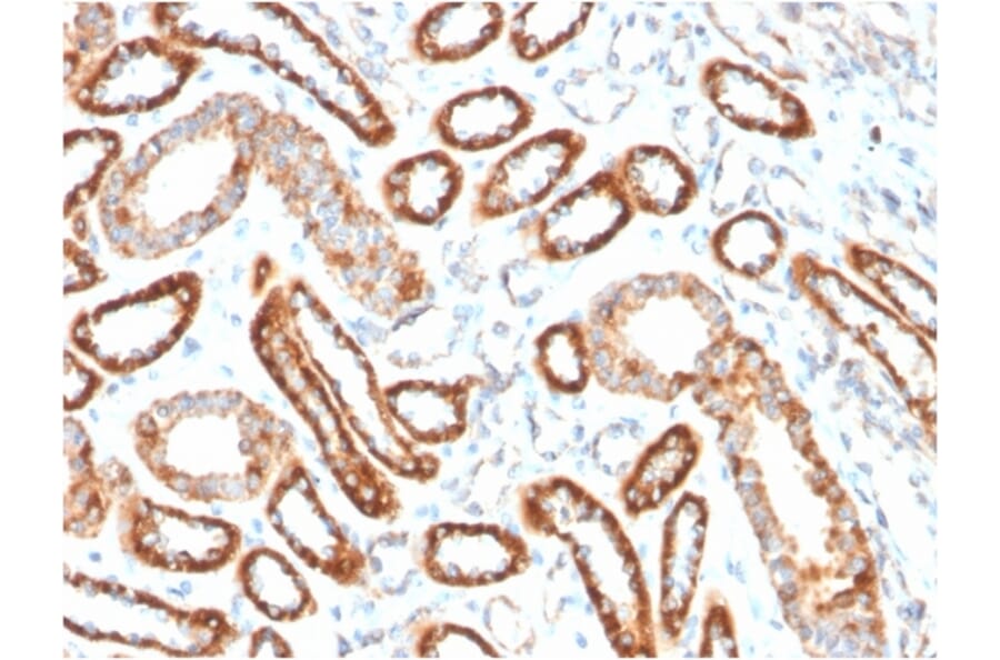 Immunohistochemistry - Anti-CD137 Antibody [4-1BB/3201] - BSA and Azide free (A252209) - Antibodies.com