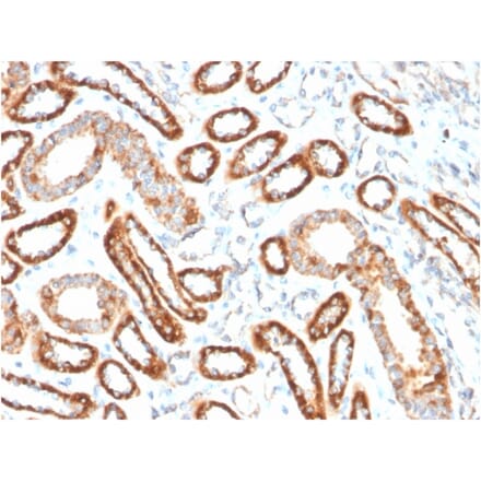 Immunohistochemistry - Anti-CD137 Antibody [4-1BB/3201] - BSA and Azide free (A252209) - Antibodies.com