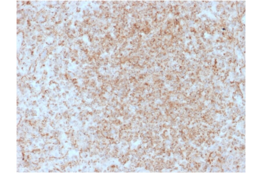 Immunohistochemistry - Anti-CD137 Antibody [4-1BB/3201] - BSA and Azide free (A252209) - Antibodies.com