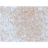 Immunohistochemistry - Anti-CD137 Antibody [4-1BB/3201] - BSA and Azide free (A252209) - Antibodies.com