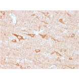 Immunohistochemistry - Anti-CD137 Antibody [4-1BB/3201] - BSA and Azide free (A252209) - Antibodies.com