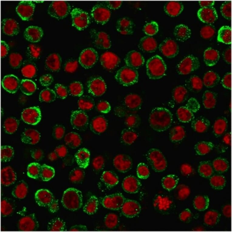 Immunofluorescence - Anti-CD137 Antibody [4-1BB/3201] - BSA and Azide free (A252209) - Antibodies.com