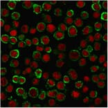 Immunofluorescence - Anti-CD137 Antibody [4-1BB/3201] - BSA and Azide free (A252209) - Antibodies.com