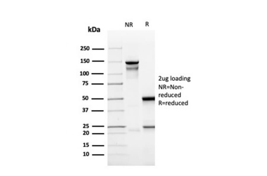 SDS-PAGE - Anti-CD137 Antibody [r4-1BB/4603] - BSA and Azide free (A252210) - Antibodies.com
