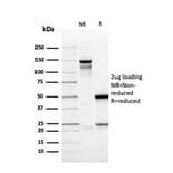 SDS-PAGE - Anti-CD137 Antibody [r4-1BB/4603] - BSA and Azide free (A252210) - Antibodies.com