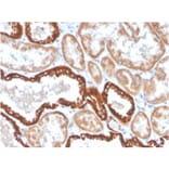 Immunohistochemistry - Anti-CD137 Antibody [4-1BB/4552R] - BSA and Azide free (A252210) - Antibodies.com