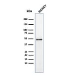 Western Blot - Anti-CD137 Antibody [4-1BB/4552R] - BSA and Azide free (A252211) - Antibodies.com