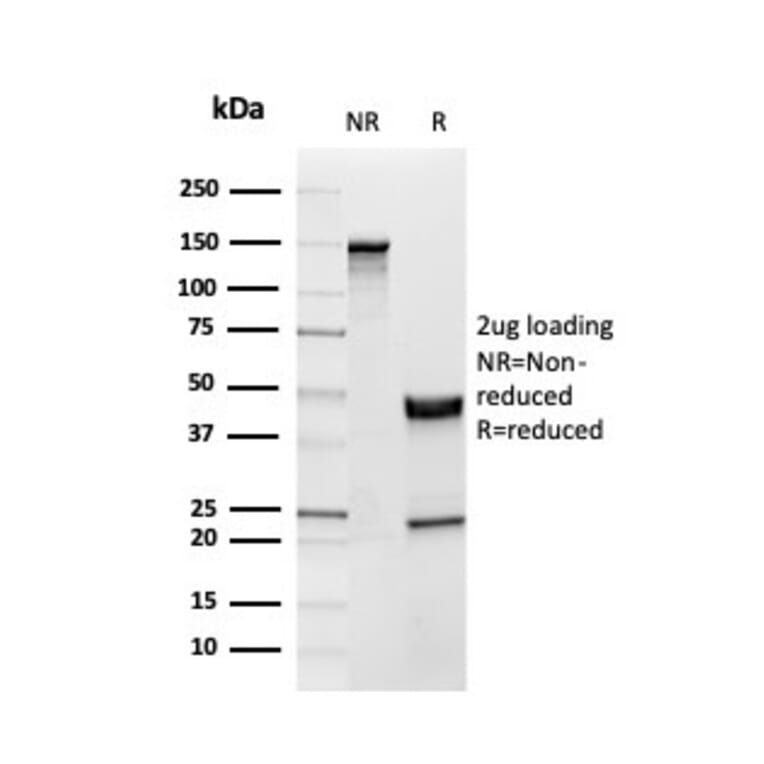 SDS-PAGE - Anti-Inhibin alpha Antibody [INHA/4265] - BSA and Azide free (A252213) - Antibodies.com