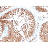 Immunohistochemistry - Anti-Inhibin alpha Antibody [INHA/4266] - BSA and Azide free (A252214) - Antibodies.com