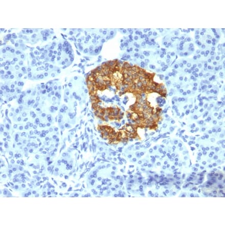 Immunohistochemistry - Anti-Insulin Antibody [2D11-H5] - BSA and Azide free (A252215) - Antibodies.com