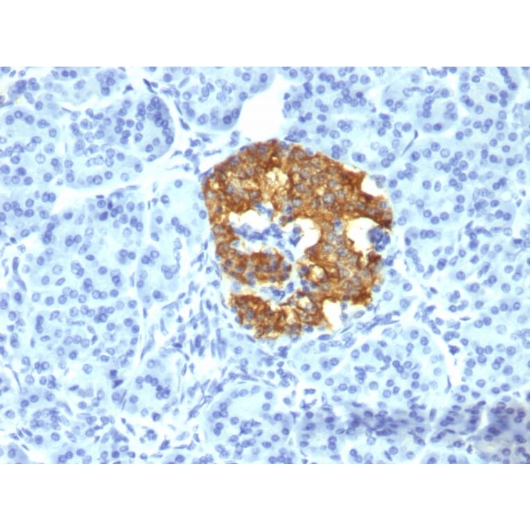 Immunohistochemistry - Anti-Insulin Antibody [2D11-H5] - BSA and Azide free (A252215) - Antibodies.com