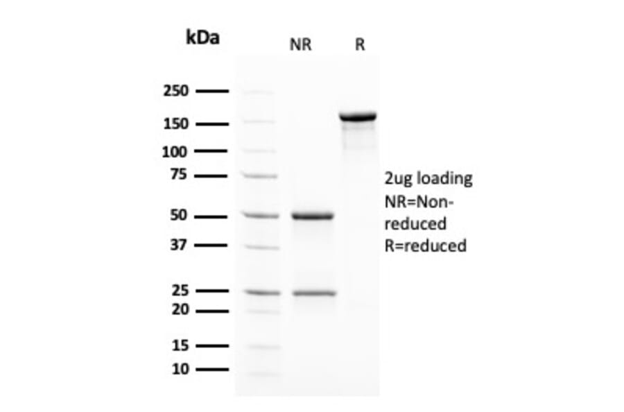 SDS-PAGE - Anti-Insulin Antibody [2D11-H5] - BSA and Azide free (A252216) - Antibodies.com