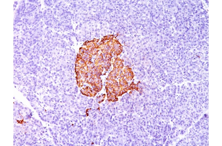 Immunohistochemistry - Anti-Insulin Antibody [SPM139] - BSA and Azide free (A252216) - Antibodies.com