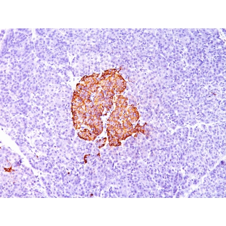 Immunohistochemistry - Anti-Insulin Antibody [SPM139] - BSA and Azide free (A252216) - Antibodies.com