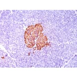 Immunohistochemistry - Anti-Insulin Antibody [SPM139] - BSA and Azide free (A252216) - Antibodies.com