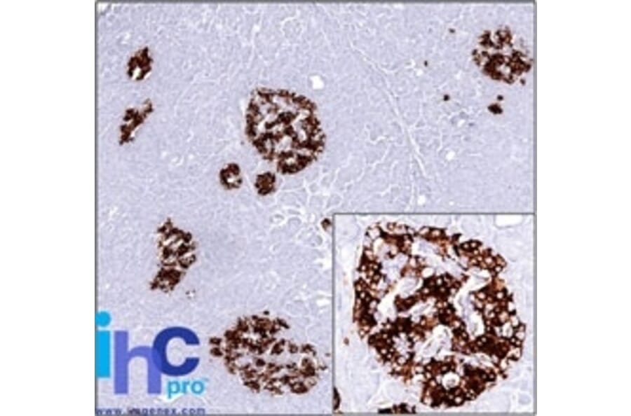 Immunohistochemistry - Anti-Insulin Antibody [SPM531] - BSA and Azide free (A252218) - Antibodies.com