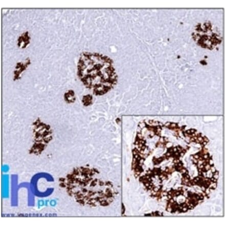 Immunohistochemistry - Anti-Insulin Antibody [SPM531] - BSA and Azide free (A252218) - Antibodies.com