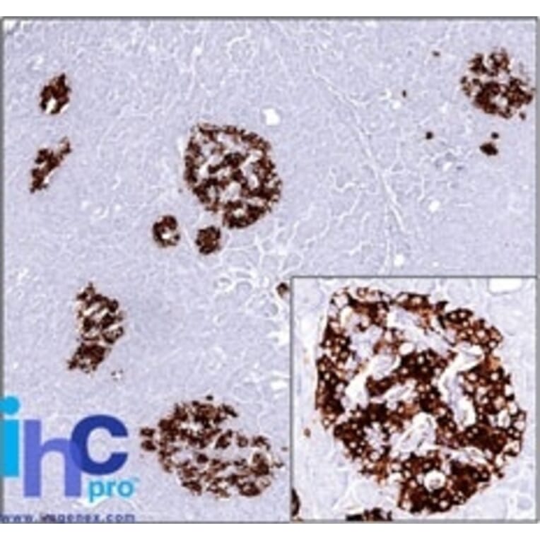 Immunohistochemistry - Anti-Insulin Antibody [SPM531] - BSA and Azide free (A252218) - Antibodies.com