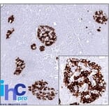 Immunohistochemistry - Anti-Insulin Antibody [SPM531] - BSA and Azide free (A252218) - Antibodies.com