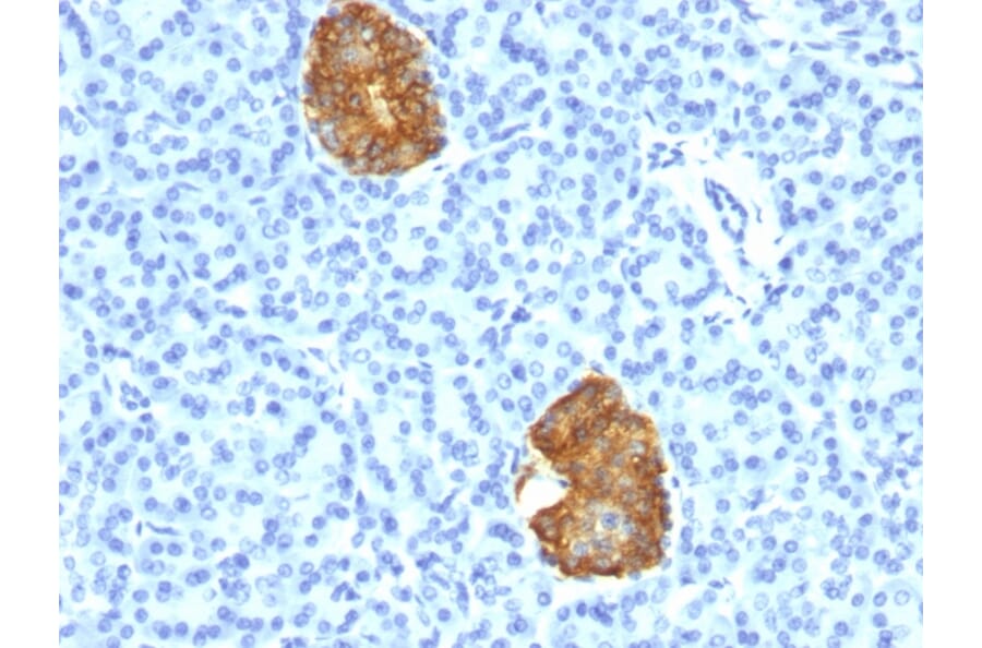 Immunohistochemistry - Anti-Insulin Antibody [E2-E3+2D11-H5] - BSA and Azide free (A252219) - Antibodies.com