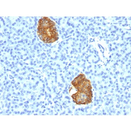 Immunohistochemistry - Anti-Insulin Antibody [E2-E3+2D11-H5] - BSA and Azide free (A252219) - Antibodies.com