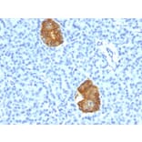 Immunohistochemistry - Anti-Insulin Antibody [E2-E3+2D11-H5] - BSA and Azide free (A252219) - Antibodies.com