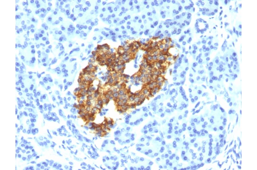 Immunohistochemistry - Anti-Insulin Antibody [IRDN/794] - BSA and Azide free (A252220) - Antibodies.com