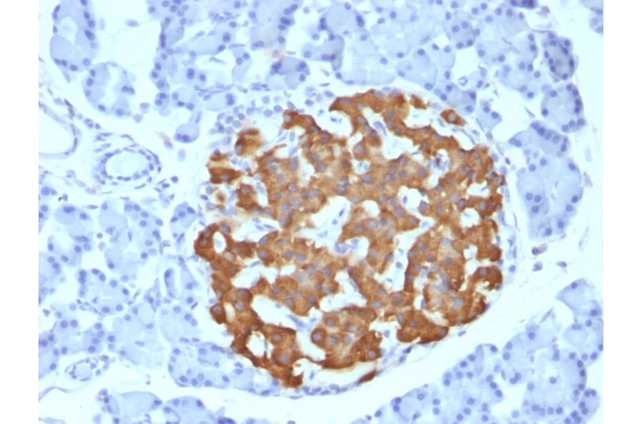 Immunohistochemistry - Anti-Insulin Antibody [IRDN/794] - BSA and Azide free (A252221) - Antibodies.com
