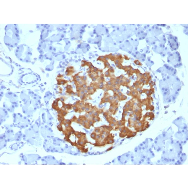Immunohistochemistry - Anti-Insulin Antibody [IRDN/794] - BSA and Azide free (A252221) - Antibodies.com