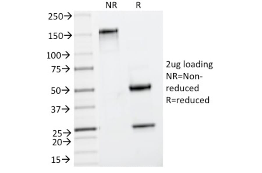 SDS-PAGE - Anti-Insulin Antibody [IRDN/794] - BSA and Azide free (A252221) - Antibodies.com