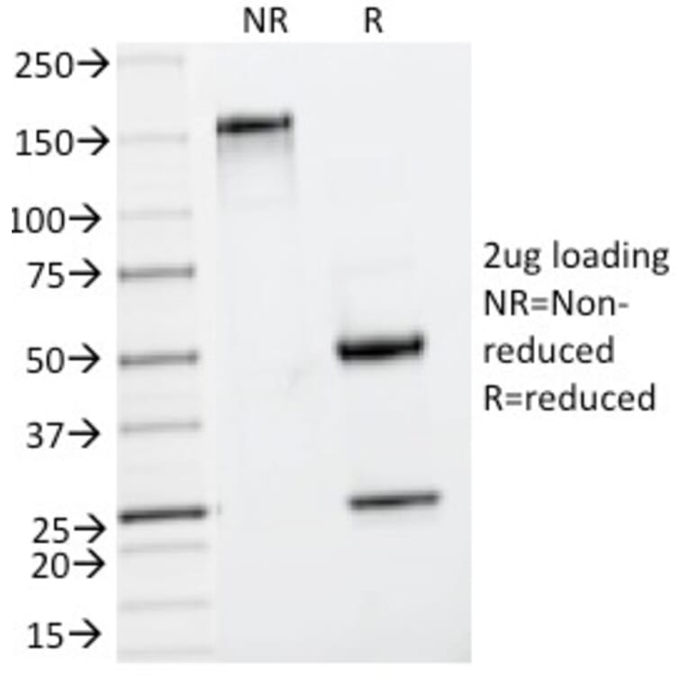 SDS-PAGE - Anti-Insulin Antibody [IRDN/794] - BSA and Azide free (A252221) - Antibodies.com