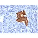 Immunohistochemistry - Anti-Insulin Antibody [IRDN/805] - BSA and Azide free (A252221) - Antibodies.com