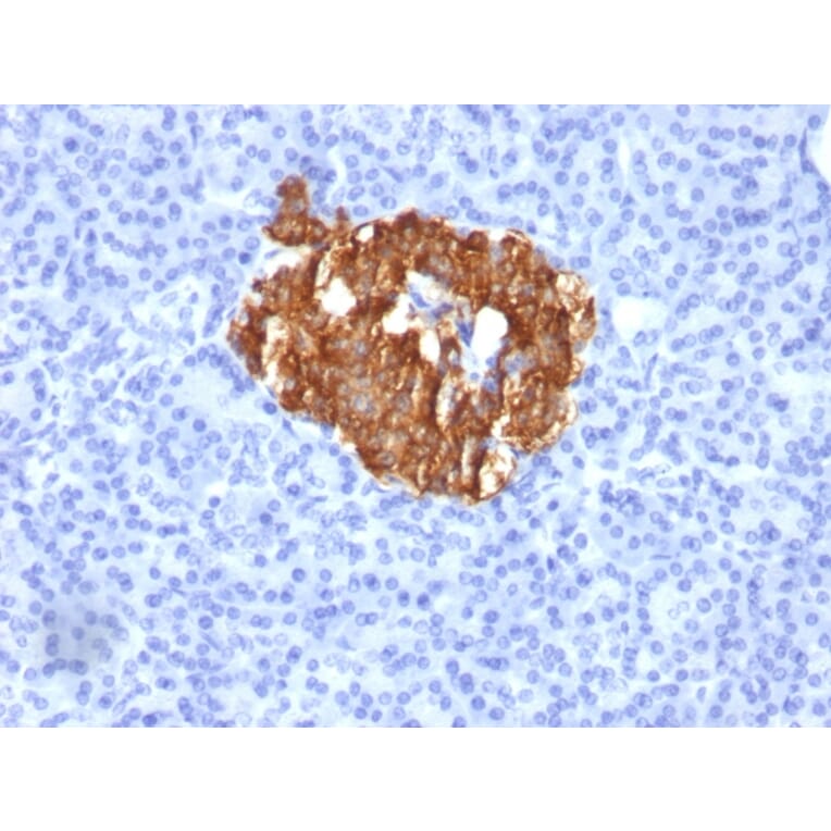 Immunohistochemistry - Anti-Insulin Antibody [K36aC10] - BSA and Azide free (A252222) - Antibodies.com