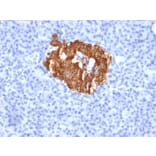 Immunohistochemistry - Anti-Insulin Antibody [K36aC10] - BSA and Azide free (A252222) - Antibodies.com