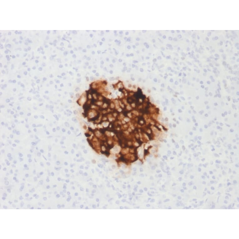 Immunohistochemistry - Anti-Insulin Antibody [rIRDN/805] - BSA and Azide free (A252223) - Antibodies.com