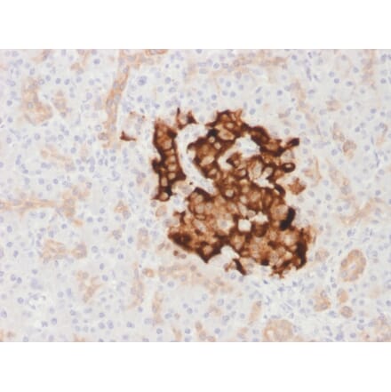 Immunohistochemistry - Anti-Insulin Antibody [IRDN/1980R] - BSA and Azide free (A252224) - Antibodies.com
